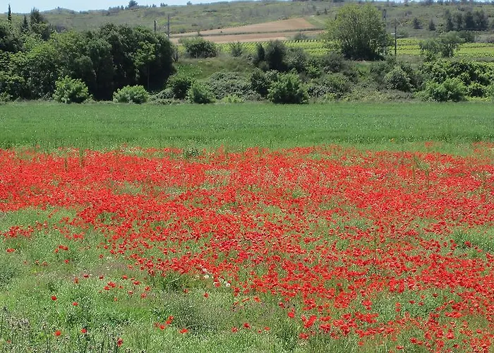 Chateau De La Motte - Entre Narbonne Et Le Canal Du Midi * Marcorignan
